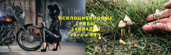 гашик Новозыбков