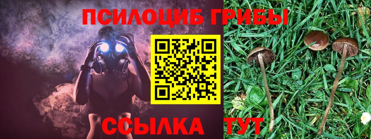 Галлюциногенные грибы Psilocybine cubensis  Вход с VPN  Переславль-Залесский 